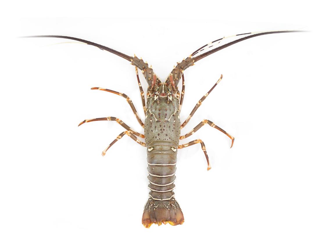 PESCADOS BASICOS (1)